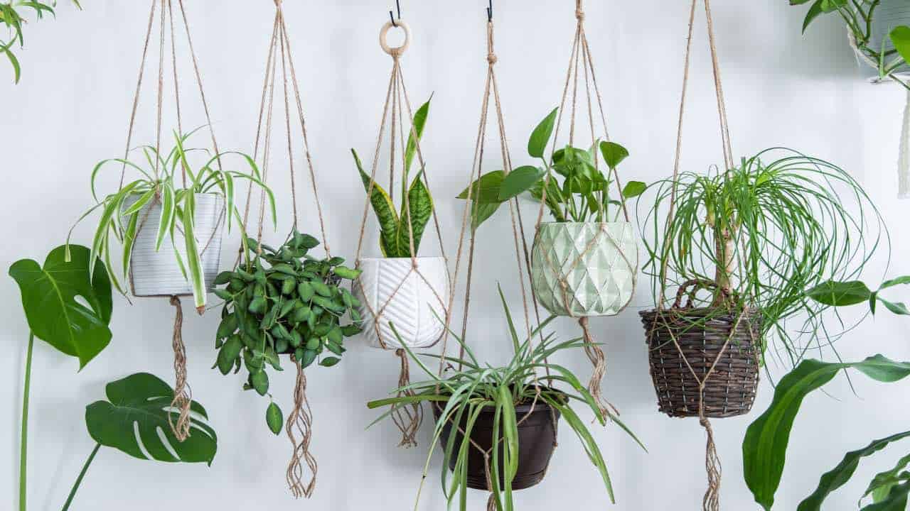 Top 4 Best Hanging Planters of 2024: Bringing Greenery to New Heights